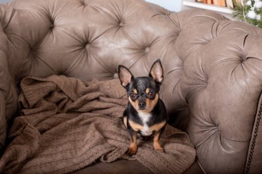 Mini siyah bej bej beyaz chihuahua gri koltukta. Siyah kahverengi beyaz chihuahua. Evcil bir hayvan evde, kanepede oturuyor..