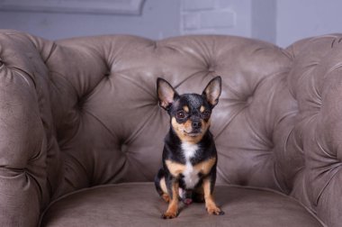 Mini siyah bej bej beyaz chihuahua gri koltukta. Siyah kahverengi beyaz chihuahua. Evcil bir hayvan evde, kanepede oturuyor..