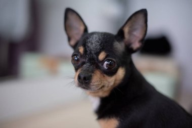 Mini siyah bej beyaz chihuahua. Siyah kahverengi beyaz chihuahua. Evcil bir hayvan evde oturuyor..