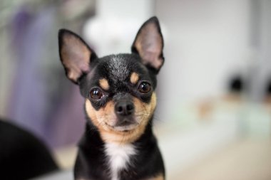 Mini siyah bej beyaz chihuahua. Siyah kahverengi beyaz chihuahua. Evcil bir hayvan evde oturuyor..