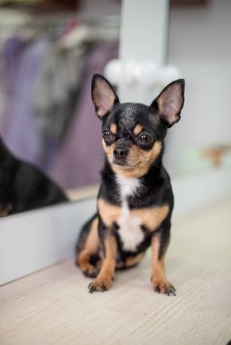 Mini siyah bej beyaz chihuahua. Siyah kahverengi beyaz chihuahua. Evcil bir hayvan evde oturuyor..
