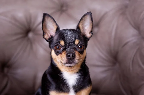 Mini siyah bej bej beyaz chihuahua gri koltukta. Siyah kahverengi beyaz chihuahua. Evcil bir hayvan evde, kanepede oturuyor.. — Stok fotoğraf