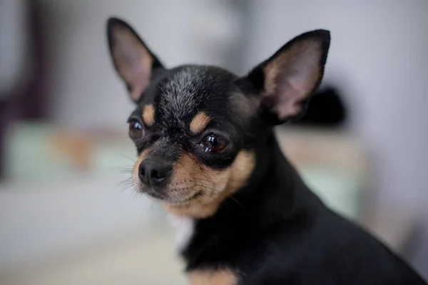 Mini schwarz beige weißer Chihuahua. schwarz braun weißer Chihuahua. ein Haustier sitzt zu Hause. — Stockfoto