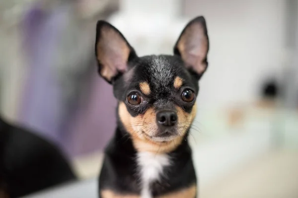 Mini chihuahua blanco beige negro. chihuahua blanco marrón negro. Una mascota está sentada en casa . — Foto de Stock