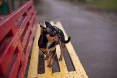 Chihuahua bankta oturuyor. Güzel kahverengi chihuahua köpeği ayakta duruyor. Chihuahua 'nın küstah bir görünüşü var..
