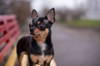 Chihuahua bankta oturuyor. Güzel kahverengi chihuahua köpeği ayakta duruyor. Chihuahua 'nın küstah bir görünüşü var..