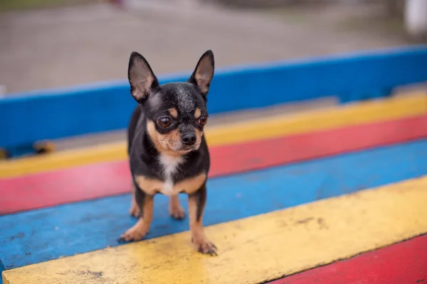 Chihuahua está sentado en el banco. Lindo perro chihuahua marrón de pie. chihuahua tiene una mirada descarada . —  Fotos de Stock