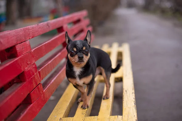 Chihuahua is sitting on the bench. Pretty brown chihuahua dog standing. chihuahua has a cheeky look. — 스톡 사진