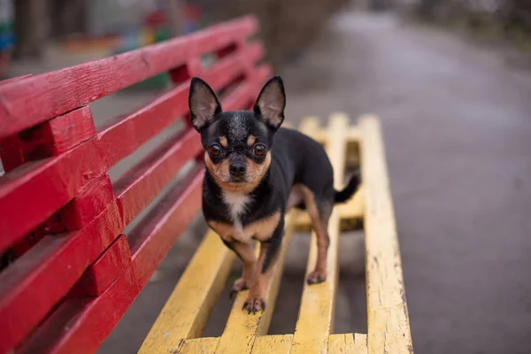 Chihuahua bankta oturuyor. Güzel kahverengi chihuahua köpeği ayakta duruyor. Chihuahua 'nın küstah bir görünüşü var.. — Stok fotoğraf