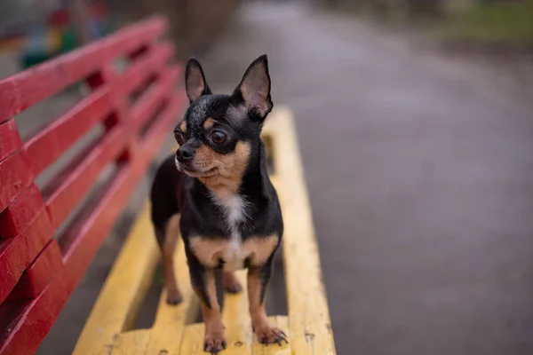 Chihuahua is sitting on the bench. Pretty brown chihuahua dog standing. chihuahua has a cheeky look. — 스톡 사진