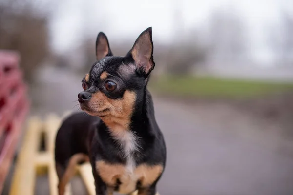 Chihuahua sitzt auf der Bank. hübscher brauner Chihuahua-Hund im Stehen. Chihuahua hat einen frechen Blick. — Stockfoto