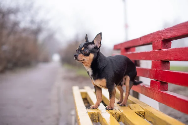 Chihuahua sitzt auf der Bank. hübscher brauner Chihuahua-Hund im Stehen. Chihuahua hat einen frechen Blick. — Stockfoto
