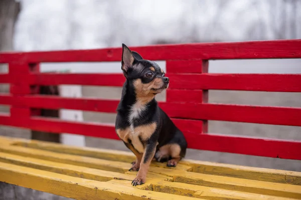 Chihuahua is sitting on the bench. Pretty brown chihuahua dog standing. chihuahua has a cheeky look. — 스톡 사진