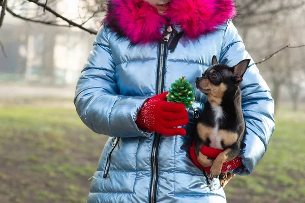 A little chihuahua is laying in the arms of his owner — Stock Photo, Image