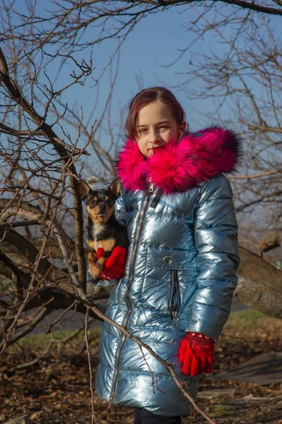 Mały Chihuahua leży w ramionach swojego właściciela. — Zdjęcie stockowe