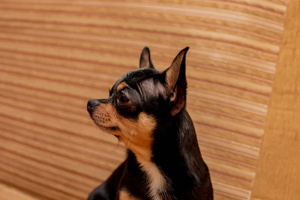 Mini chihuahua bianco beige nero su divano grigio. Chihuahua bianco marrone nero. Un animale domestico è seduto a casa sul divano . — Foto Stock