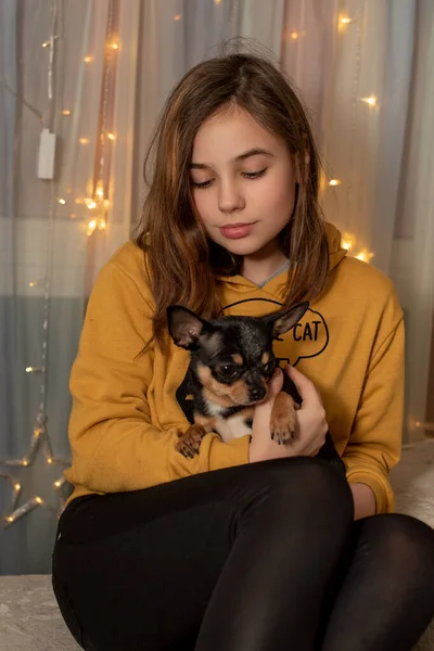 Bambina con un cucciolo di chihuahua al tramonto. Un cucciolo nelle mani di una ragazza. Ragazza che tiene il chihuahua. Ragazza con il suo animale domestico — Foto Stock