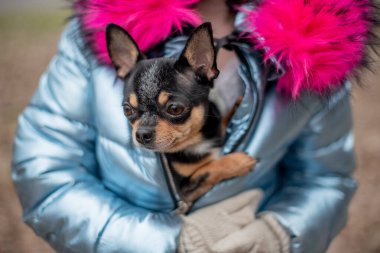 Sahibinin kollarında küçük bir chihuahua yatıyor. Okul çocuğu, kışlık giysiler içinde sokakta. 9 yaşında bir kız..