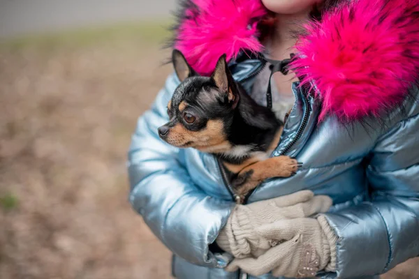 Ein kleiner Chihuahua liegt in den Armen seines Besitzers. Schulkind in Winterkleidung auf der Straße. Mädchen 9 Jahre alt. — Stockfoto