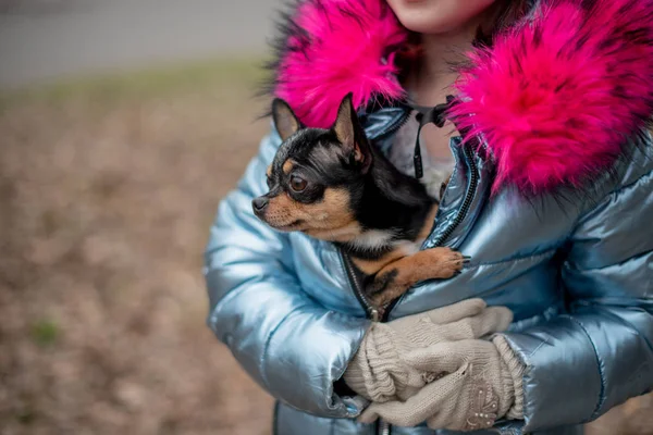 Ein kleiner Chihuahua liegt in den Armen seines Besitzers. Schulkind in Winterkleidung auf der Straße. Mädchen 9 Jahre alt. — Stockfoto