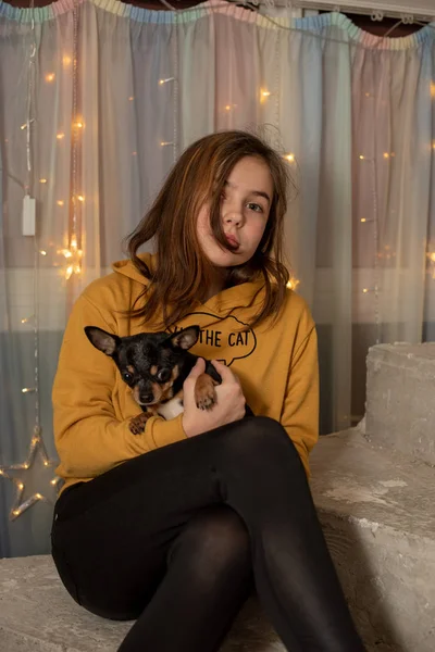 Little girl with a chihuahua puppy. A puppy in the hands of a girl. Girl holding chihuahua. — 스톡 사진