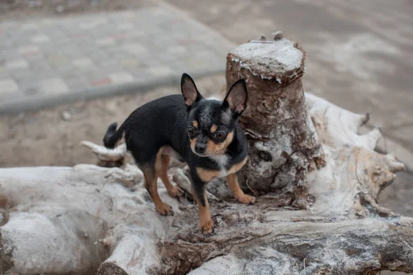 Im Winter gehen Hunde im Park spazieren. Chihuahua auf Winterspaziergang — Stockfoto