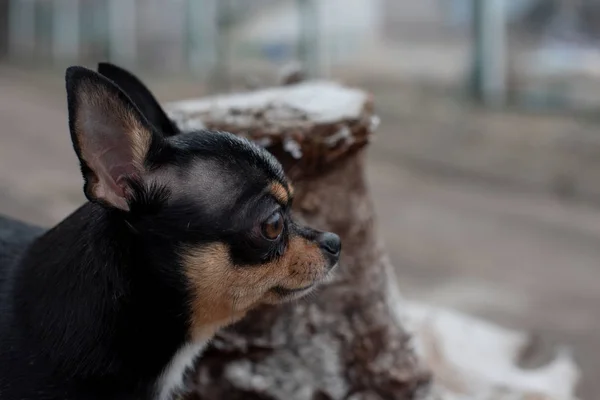 Dog walks in the Park in winter. chihuahua on a walk in winter — 스톡 사진