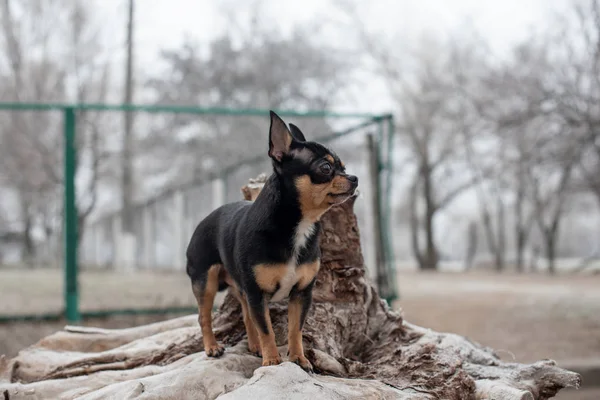 Dog walks in the Park in winter. chihuahua on a walk in winter