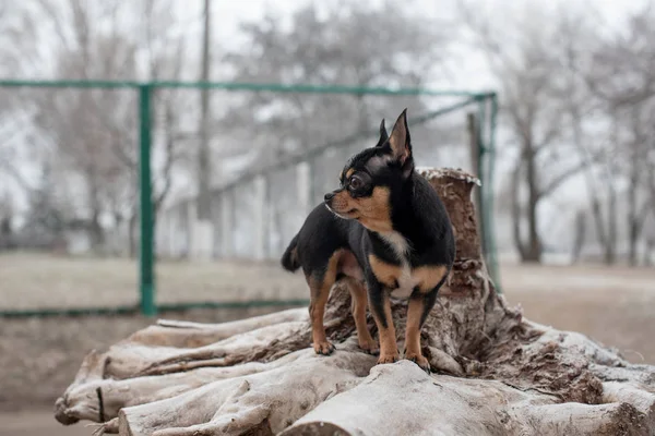 Dog walks in the Park in winter. chihuahua on a walk in winter — 스톡 사진