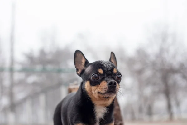 Dog walks in the Park in winter. chihuahua on a walk in winter — ストック写真