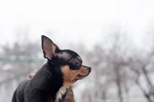 Dog walks in the Park in winter. chihuahua on a walk in winter