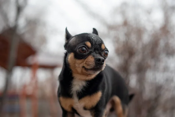 Dog walks in the Park in winter. chihuahua on a walk in winter