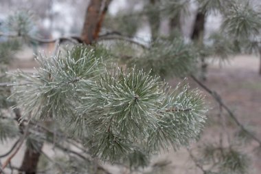 Frost'un beyaz, tatil arka plan üzerinde ile Noel herdem yeşil çam ağacı