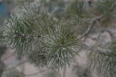 Frost'un beyaz, tatil arka plan üzerinde ile Noel herdem yeşil çam ağacı