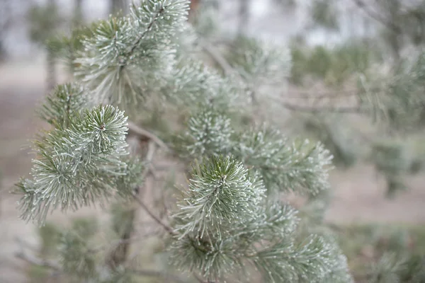 Albero di abete rosso sempreverde di Natale con gelo su sfondo bianco, vacanza — Foto Stock