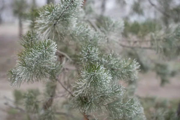 Weihnachten immergrüne Fichte mit Frost auf weißem Grund, Feiertag Hintergrund — Stockfoto