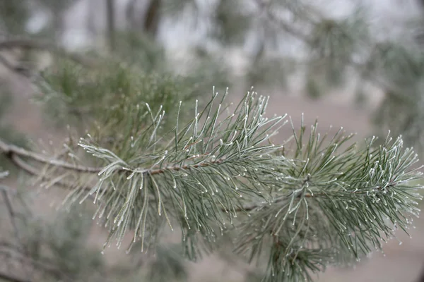 Weihnachten immergrüne Fichte mit Frost auf weißem Grund, Feiertag Hintergrund — Stockfoto