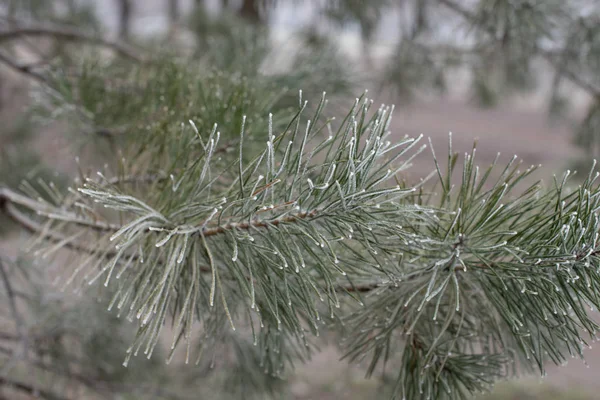 Frost'un beyaz, tatil arka plan üzerinde ile Noel herdem yeşil çam ağacı — Stok fotoğraf