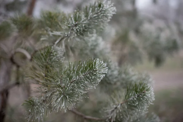 Weihnachten immergrüne Fichte mit Frost auf weißem Grund, Feiertag Hintergrund — Stockfoto