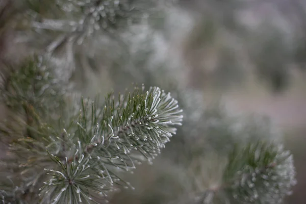 Örökzöld lucfenyő karácsonyfa, fagy fehér, holiday háttér — Stock Fotó