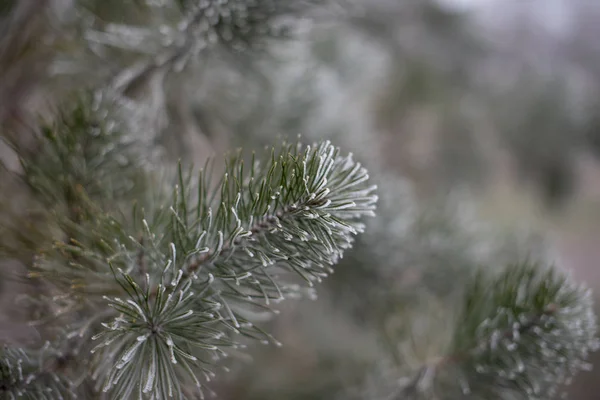 Albero di abete rosso sempreverde di Natale con gelo su sfondo bianco, vacanza — Foto Stock