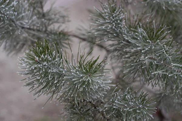 Evergreen Gran julgran med frost på vit, holiday bakgrund — Stockfoto