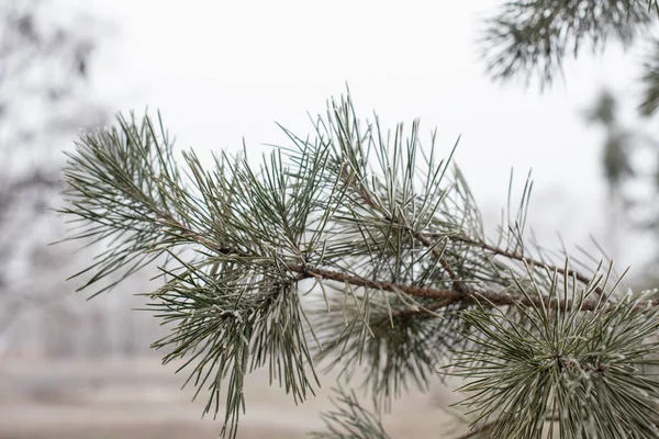 Christmas evergreen spruce tree with frost on white, holiday background