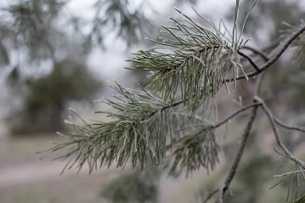 Christmas evergreen spruce tree with frost on white, holiday background