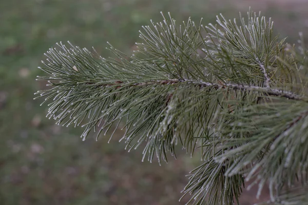 Arbre d'épinette sempervirent de Noël avec givre sur fond blanc, vacances — Photo