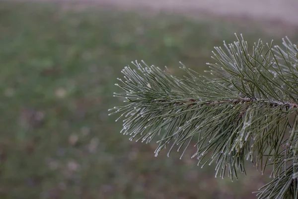 Árbol de abeto perenne de Navidad con escarcha sobre fondo blanco, festivo — Foto de Stock