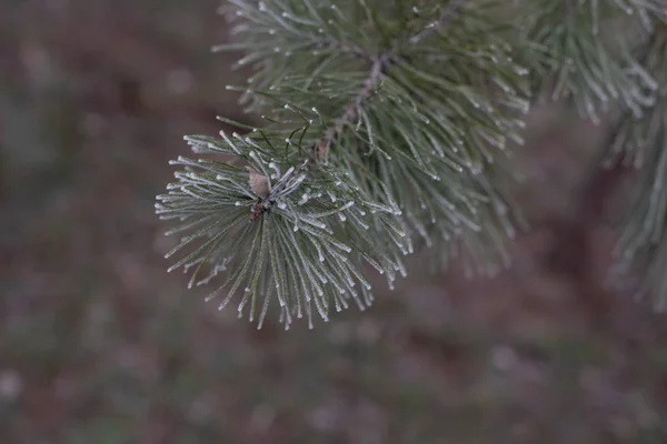 Evergreen Gran julgran med frost på vit, holiday bakgrund — Stockfoto