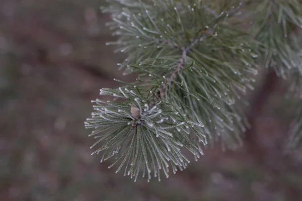 Frost'un beyaz, tatil arka plan üzerinde ile Noel herdem yeşil çam ağacı — Stok fotoğraf