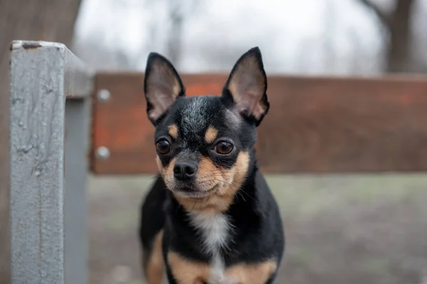 Köpek kışın parkta yürür. Chihuahua kışın yürüyüşe çıktı. — Stok fotoğraf