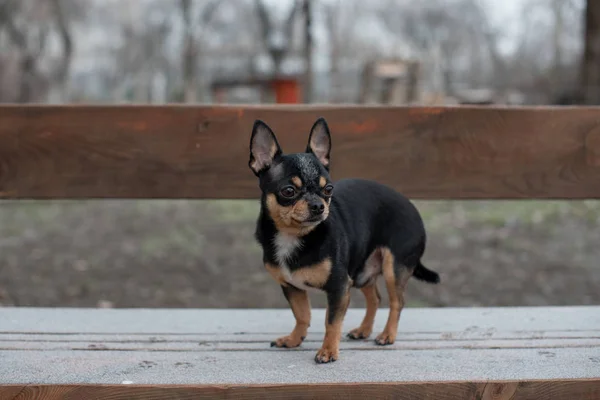 Dog walks in the Park in winter. chihuahua on a walk in winter — Stock Photo, Image